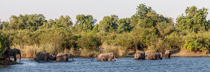 Victoria Falls Sambesi: Afrikanische Elefanten (Loxodonta africana)