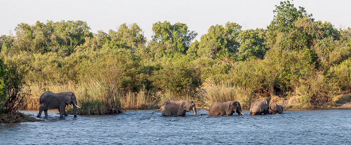 Sambesi: Afrikanische Elefanten (Loxodonta africana) Victoria Falls