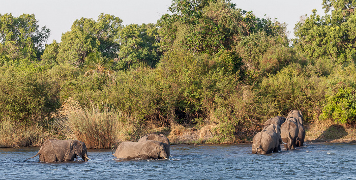 Victoria Falls Sambesi: Afrikanische Elefanten (Loxodonta africana)