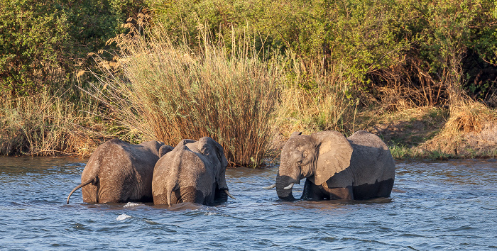 Victoria Falls Sambesi: Afrikanische Elefanten (Loxodonta africana)