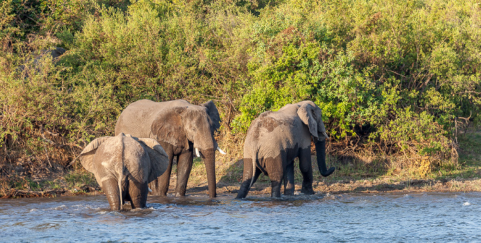 Sambesi: Afrikanische Elefanten (Loxodonta africana) Victoria Falls