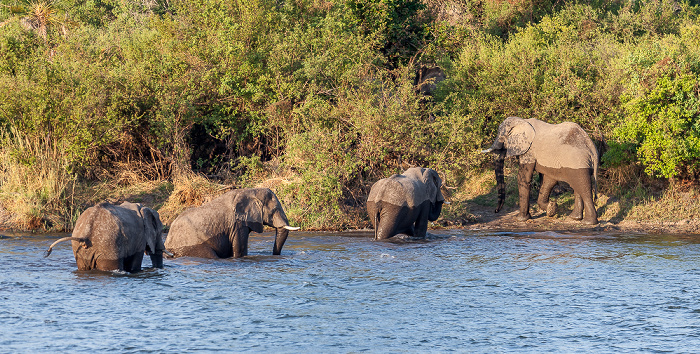 Victoria Falls Sambesi: Afrikanische Elefanten (Loxodonta africana)