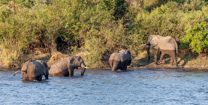 Sambesi: Afrikanische Elefanten (Loxodonta africana) Victoria Falls