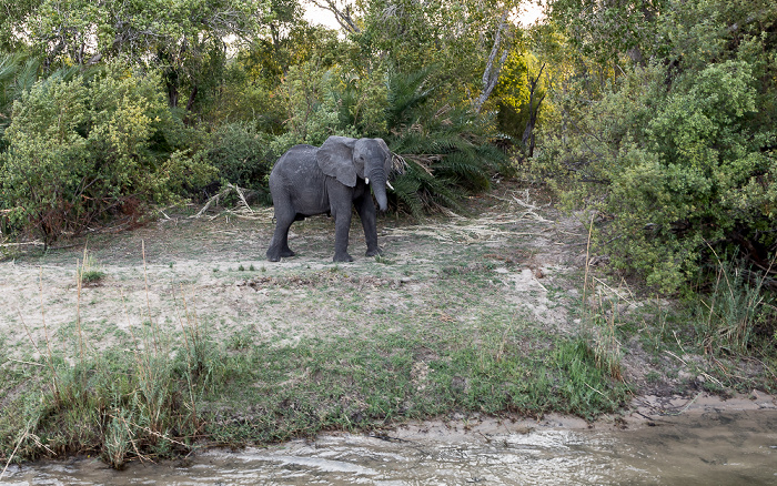 Afrikanischer Elefant (Loxodonta africana) Victoria Falls