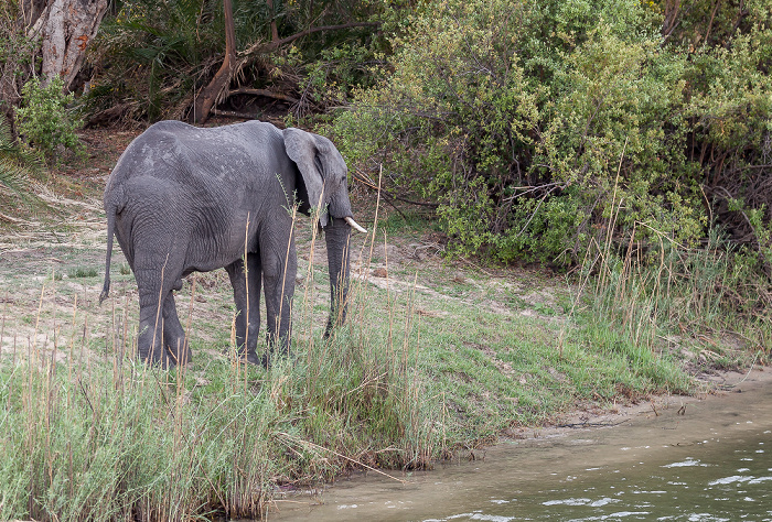 Victoria Falls Afrikanischer Elefant (Loxodonta africana)