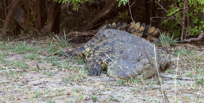 Livingstone Nilkrokodil (Crocodylus niloticus)