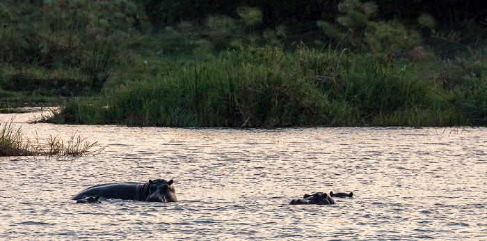 Livingstone Sambesi: Flusspferde (Nilpferd, Hippopotamus amphibius)