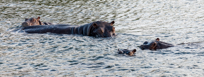 Livingstone Sambesi: Flusspferde (Nilpferd, Hippopotamus amphibius)