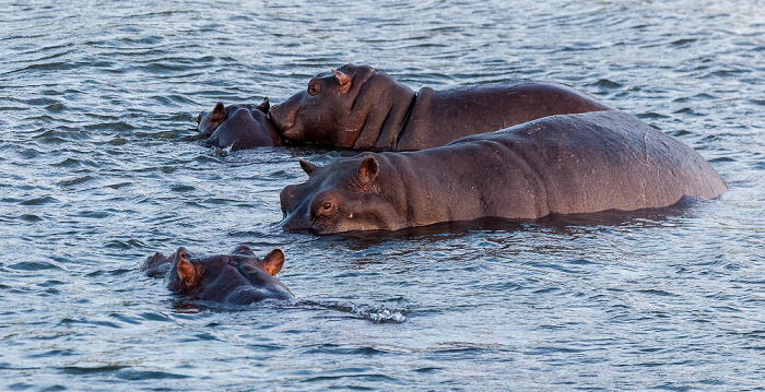 Livingstone Sambesi: Flusspferde (Nilpferd, Hippopotamus amphibius)