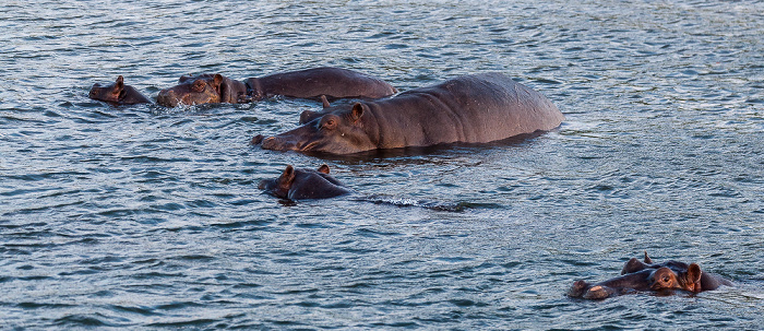 Livingstone Sambesi: Flusspferde (Nilpferd, Hippopotamus amphibius)