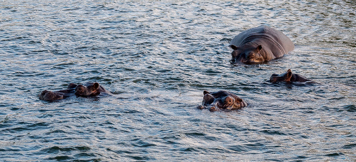 Livingstone Sambesi: Flusspferde (Nilpferd, Hippopotamus amphibius)