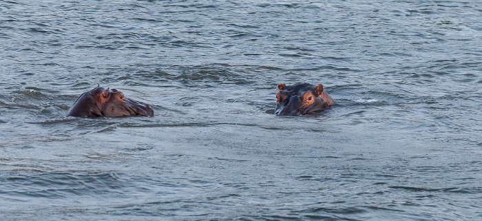 Livingstone Sambesi: Flusspferde (Nilpferd, Hippopotamus amphibius)