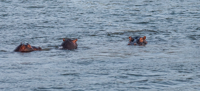 Livingstone Sambesi: Flusspferde (Nilpferd, Hippopotamus amphibius)