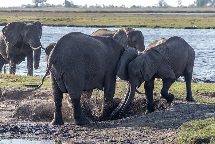 Chobe National Park Afrikanische Elefanten (Loxodonta africana)