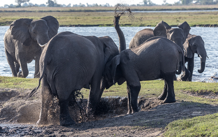Afrikanische Elefanten (Loxodonta africana) Chobe National Park