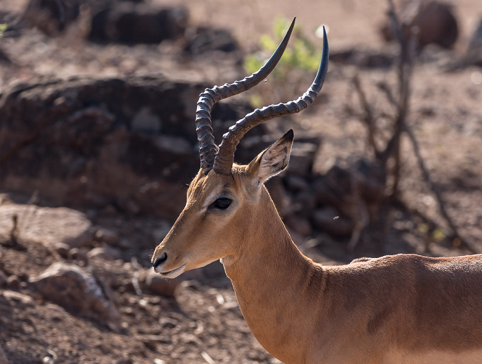 Chobe National Park Impala (Aepyceros)
