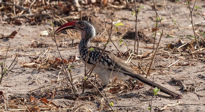 Chobe National Park Nashornvögel (Hornvogel, Bucerotidae)