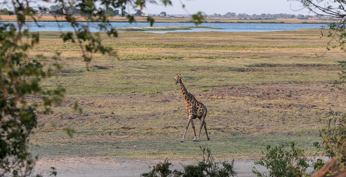 Angola-Giraffe (Giraffa giraffa angolensis) Chobe National Park