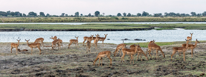 Chobe National Park Impalas (Aepyceros)