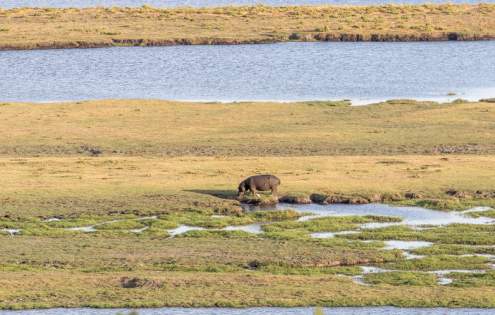Chobe National Park Flusspferd (Nilpferd, Hippopotamus amphibius)