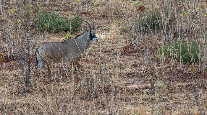 Chobe National Park Rappenantilope (Hippotragus niger)