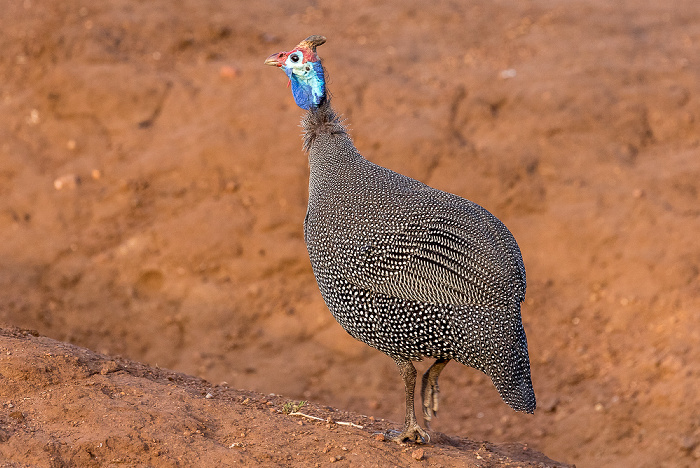 Helmperlhuhn (Numida meleagris) Chobe National Park