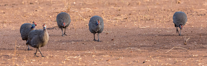 Helmperlhühner (Numida meleagris) Chobe National Park