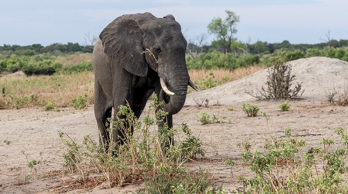 Chobe National Park Afrikanischer Elefant (Loxodonta africana)