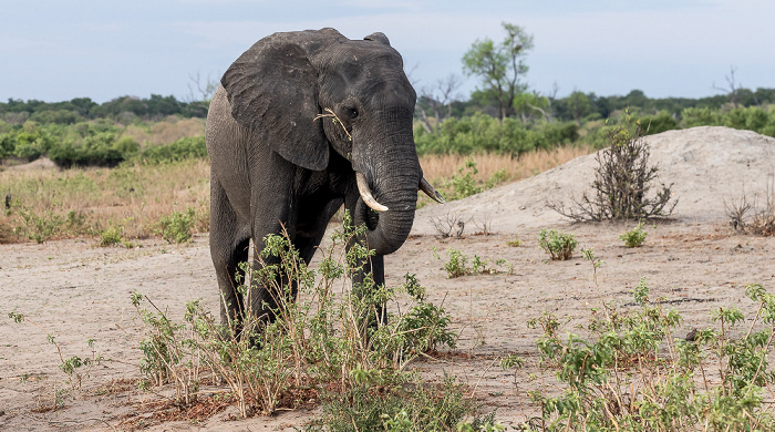 Afrikanischer Elefant (Loxodonta africana) Chobe National Park