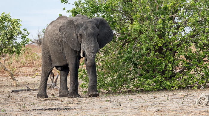 Afrikanischer Elefant (Loxodonta africana) Chobe National Park