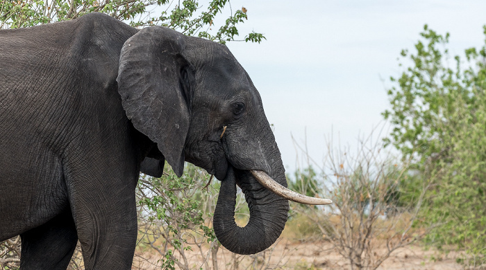 Afrikanischer Elefant (Loxodonta africana) Chobe National Park