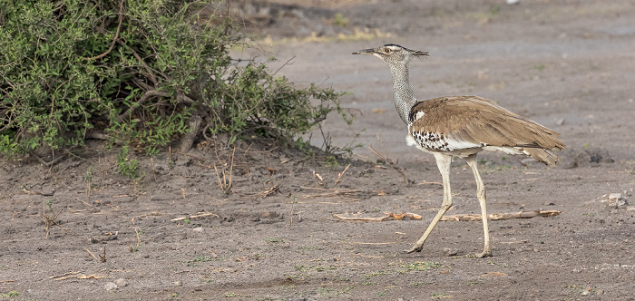 Chobe National Park Riesentrappe (Koritrappe, Ardeotis kori)