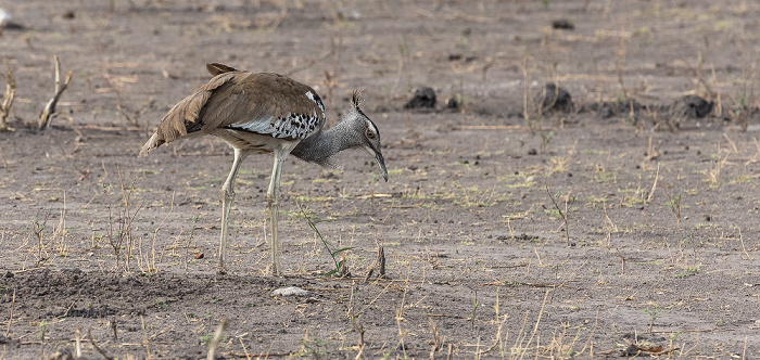 Riesentrappe (Koritrappe, Ardeotis kori) Chobe National Park