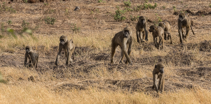 Bärenpaviane (Tschakma, Papio ursinus) Chobe National Park