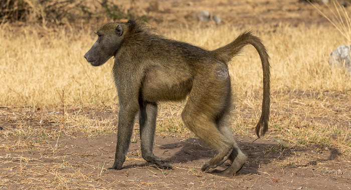 Chobe National Park Bärenpavian (Tschakma, Papio ursinus)