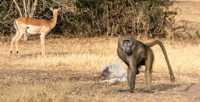 Chobe National Park Bärenpavian (Tschakma, Papio ursinus)