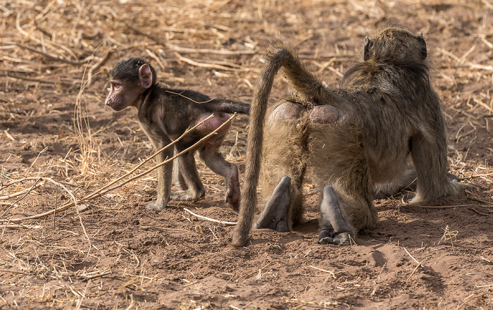 Bärenpaviane (Tschakma, Papio ursinus) Chobe National Park