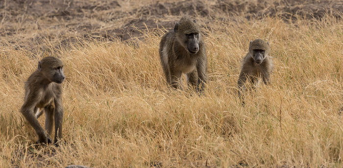 Chobe National Park Bärenpaviane (Tschakma, Papio ursinus)