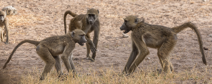 Chobe National Park Bärenpaviane (Tschakma, Papio ursinus)