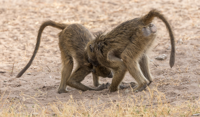 Chobe National Park Bärenpaviane (Tschakma, Papio ursinus)