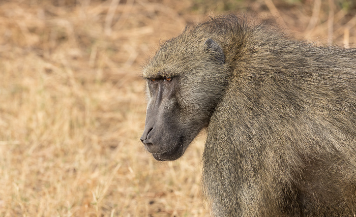 Chobe National Park Bärenpavian (Tschakma, Papio ursinus)