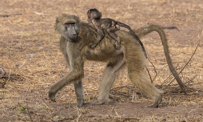 Chobe National Park Bärenpaviane (Tschakma, Papio ursinus)