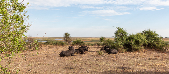 Chobe National Park Kaffernbüffel (Schwarzbüffel, Afrikanische Büffel, Syncerus caffer)