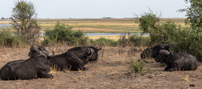 Kaffernbüffel (Schwarzbüffel, Afrikanische Büffel, Syncerus caffer) Chobe National Park