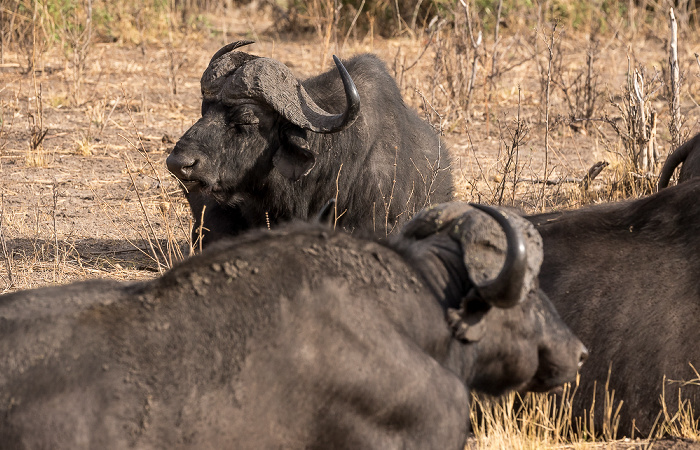 Kaffernbüffel (Schwarzbüffel, Afrikanische Büffel, Syncerus caffer) Chobe National Park