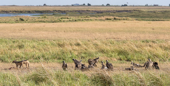 Schabrackenschakale (Canis mesomelas) und Altweltgeier (Aegypiinae) Chobe National Park