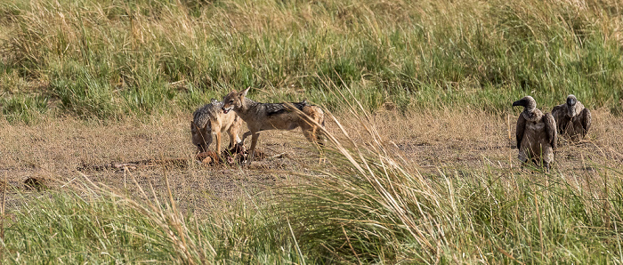 Chobe National Park Schabrackenschakale (Canis mesomelas) und Altweltgeier (Aegypiinae)