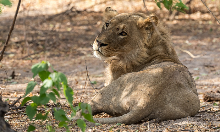 Chobe National Park Löwe (Panthera leo)