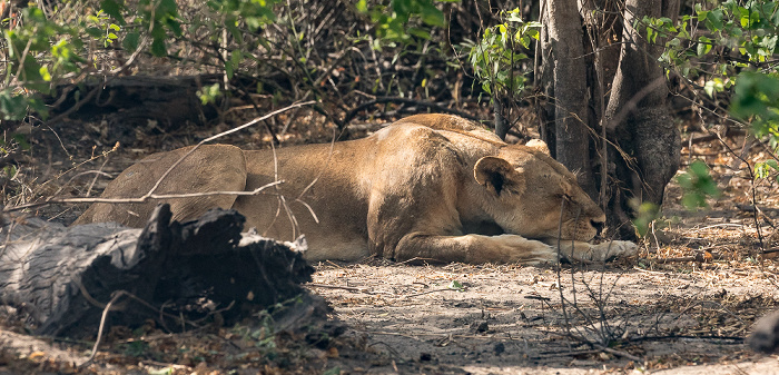 Chobe National Park Löwin (Panthera leo)