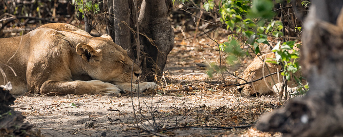 Chobe National Park Löwen (Panthera leo)